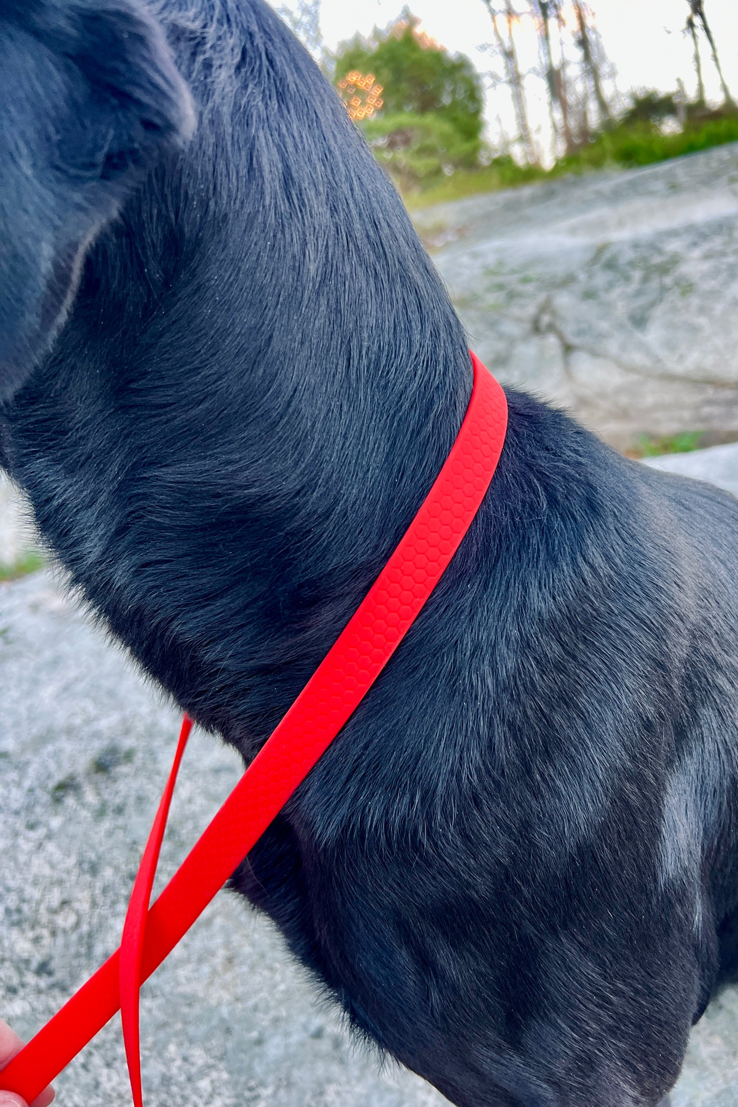 Saga klassiskt hundhalsband