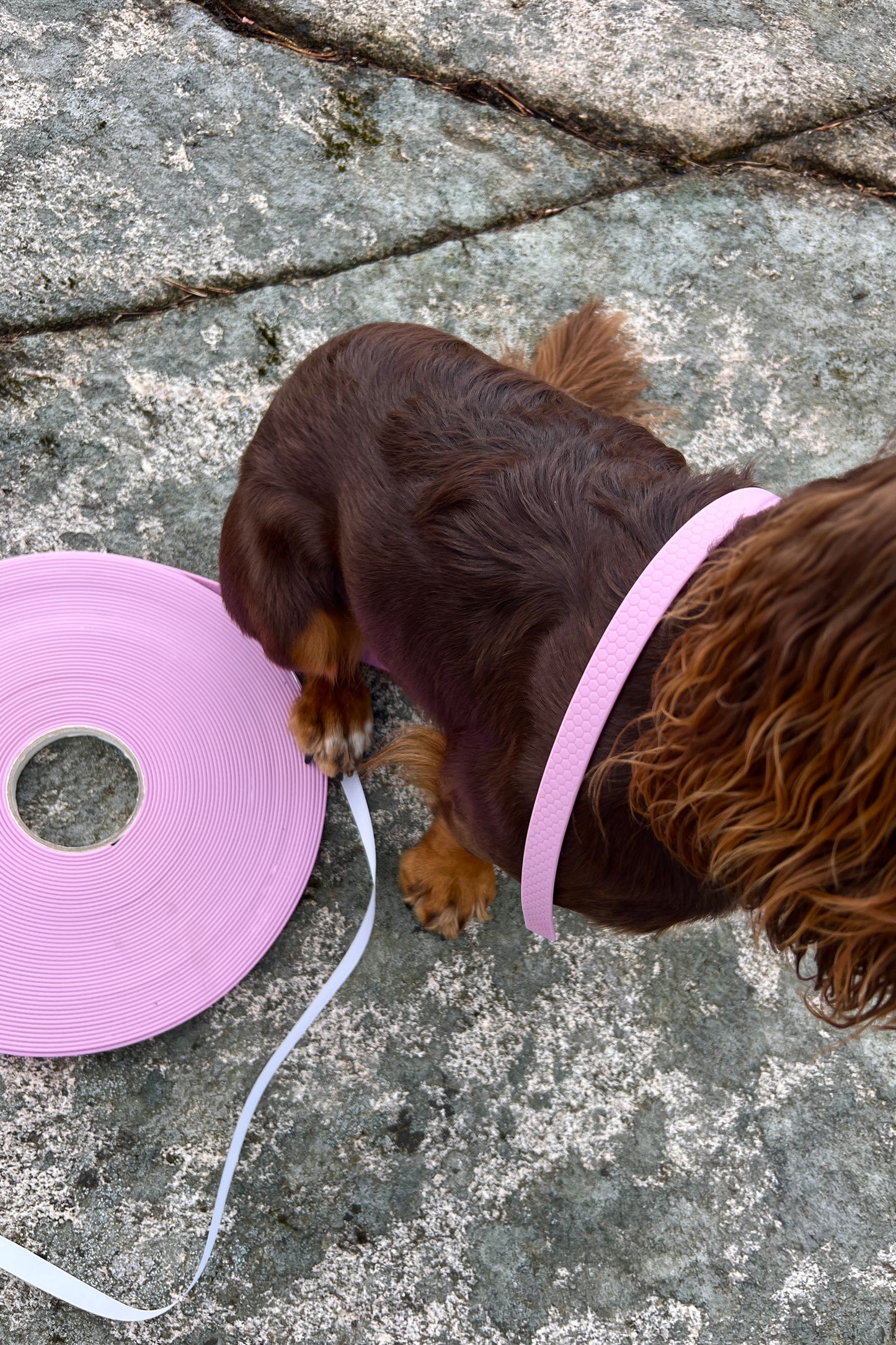 Saga klassiskt hundhalsband