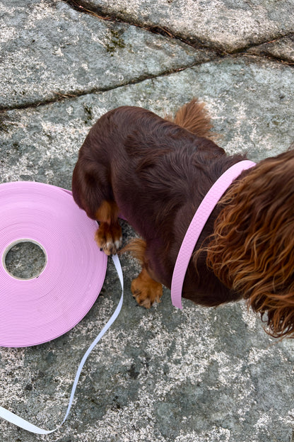Saga klassiskt hundhalsband