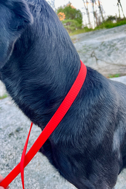 Saga klassiskt hundhalsband