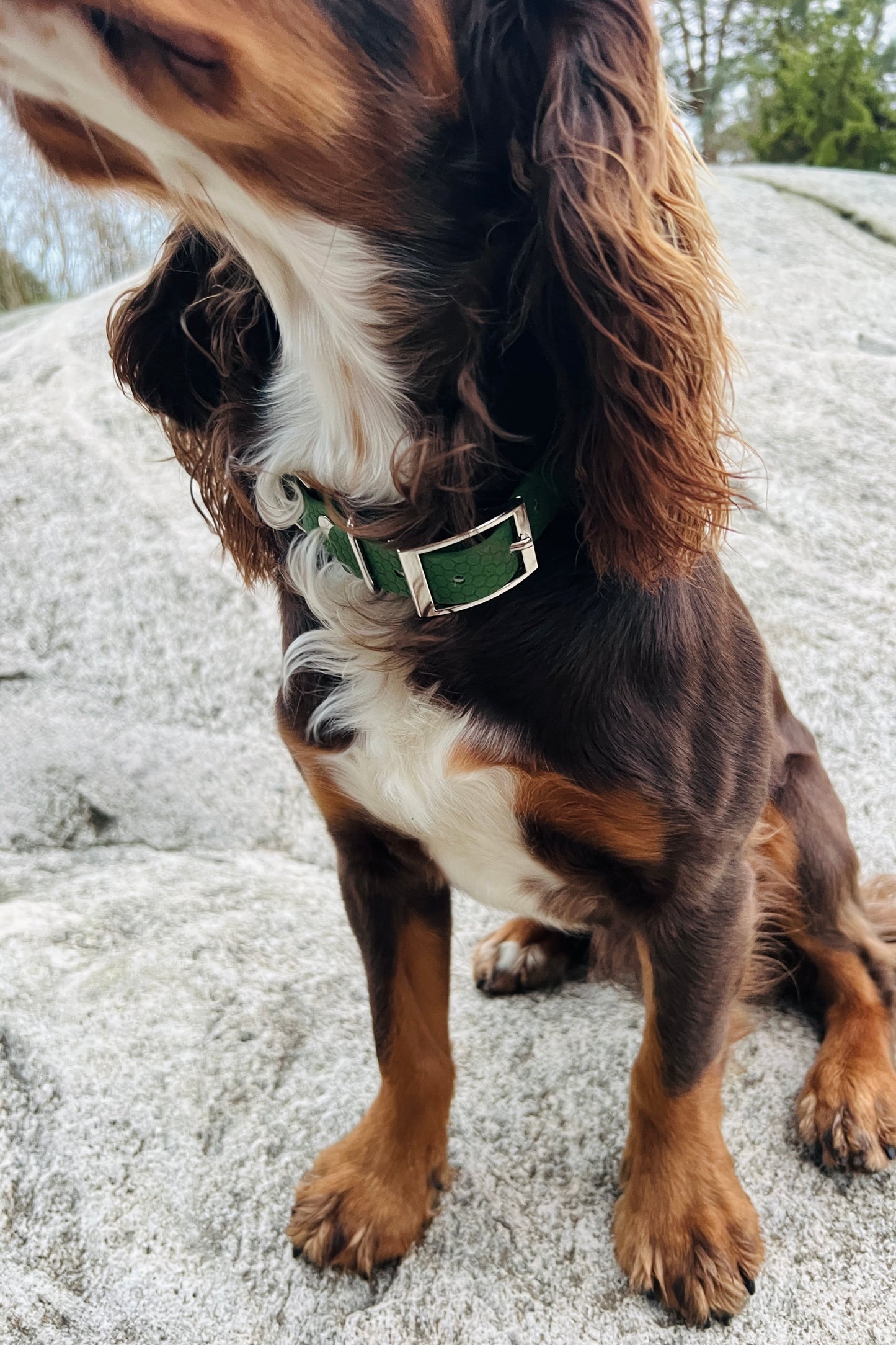 Saga klassiskt hundhalsband