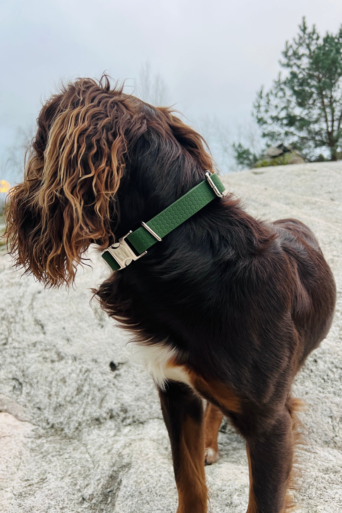 Sally ställbart hundhalsband