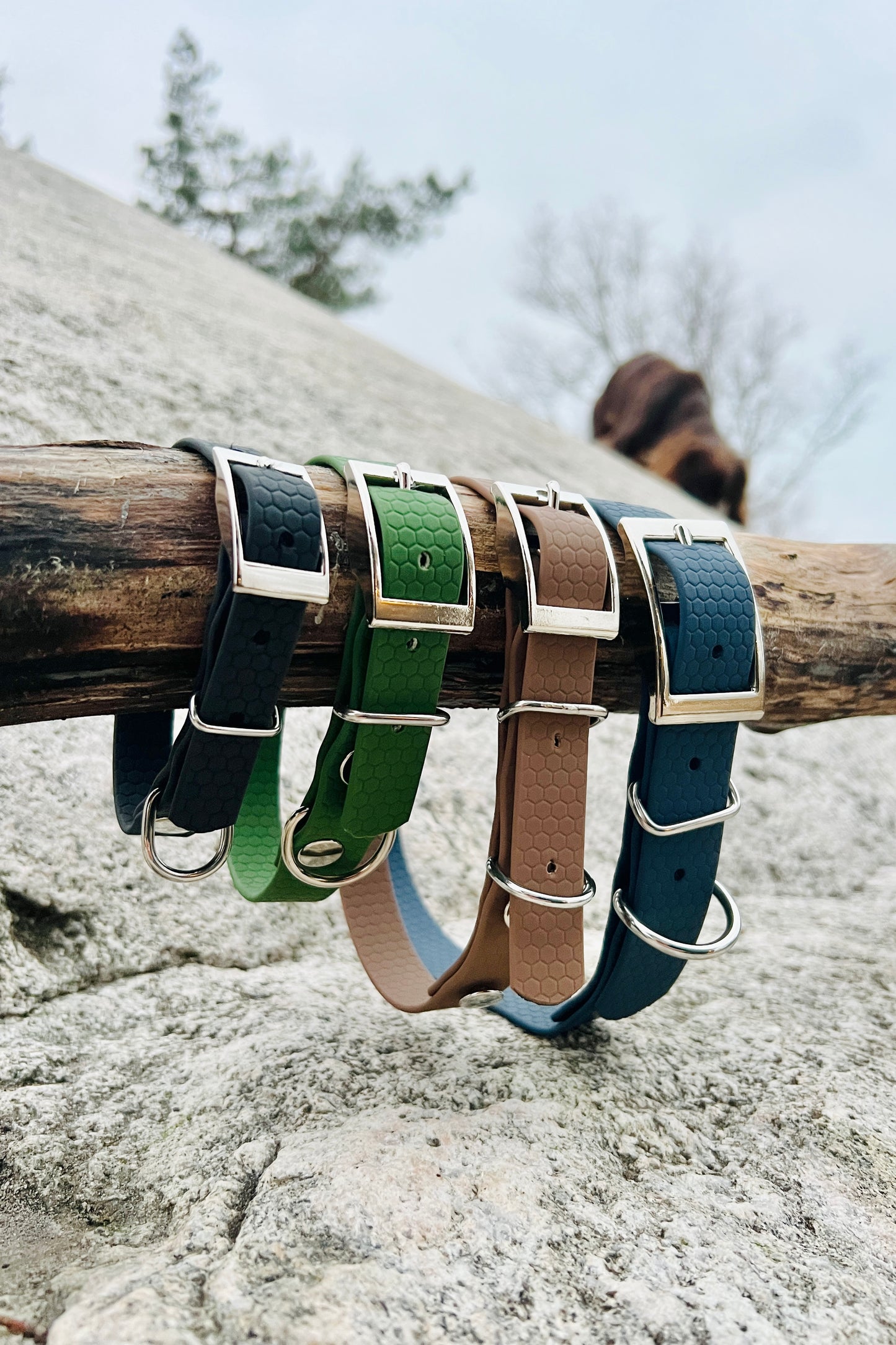 Saga klassiskt hundhalsband